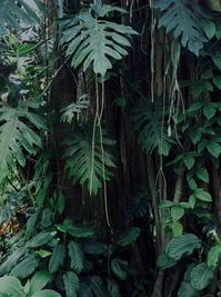 Wahiawa jungle, Oahu