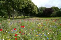 You might be aware of the No Mow May movement. Whilst we are ultimately in support of biodiversity, rather than not mow your entire lawn for May, consider leaving a section to grow wild all year round. That will bring greater benefits than a single month and allow you to enjoy and use your lawn too. You could also add annual flowers or wildflowers instead of growing out the grass.  We are also noticing local authority green spaces are being left to grow out. Weed seeds will therefore be in abun