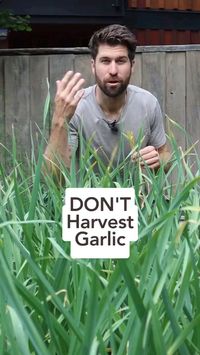 How is your garlic looking this season