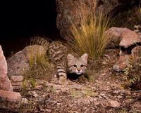 Pampas cat