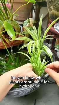 #IndoorPlantingTips #GreenThumb #PlantLover #IndoorGardening #HousePlants #PlantCare #IndoorPlants #PlantTips #PlantingHacks #IndoorGarden