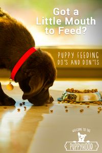 One of the most important parts of a puppy’s life is food. That’s because what, how much, and when he eats all play a part in his health. Learn all the do’s and don’ts of feeding your new puppy by visiting puppyhood.com, and find out how to take care of him just as much as he takes care of you.