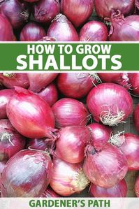 How to Grow Shallots | Gardener’s Path