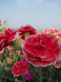 30 Carnation Dianthus Caryophyllus Chabaud Flower Seeds Quantities:30 Very easy to grow! any question, please contact me!