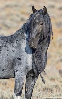 Blue roan horse.