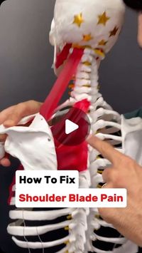 Health DIY - Natural Remedies on Instagram: "Do you experience shoulder blade pain that just won’t go away? Great post by @drjoedamiani for more! 🙏  You’ve tried stretching it, massaging it and fixing your posture but it keeps coming back? Plus you get headaches and it seems like it’s all connected? (Well you’re probably right!)  You see when we have improper shoulder blade function, the muscles that connect it to the spine have to overwork and those muscles tug on the neck which can cause headaches!  PLUS, if your upper back and rib head joint are stiff… then the muscles (rhomboids, levant scapulae and upper trapezius have to work even more). SO to fix the situation we have to:  1.) Release the muscles to put them in a more healthy state. 2.) Mobilize the upper spine and rib head joints