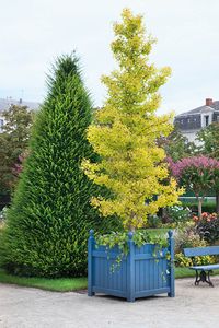 Ginkgo biloba Fastigiata Blagon