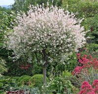 Harlekinweide (Salix integra 'Hakuro nishiki')