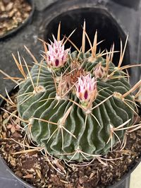 Stenocactus multicostatus 4"pot RARE!! Cactus Not blooming at the moment. Blooming size plant. Please ask any questions before your purchase. We recycle boxes. Due to extreme cold weather, we recommend you add thermal-insulated bubble wrap to your order to protect your plant from cold damage. USPS has lots of boxes in delays so please give it some time to arrive. Check your tracking number for your knowledge of where your package is at the moment.  We take care in packing each plant and I make every effort to package my plants to ensure they will arrive in optimum shape, but occasionally plants may move during shipment and arrive with soil or medium displaced. Please remove packaging carefully, replace displaced soil or medium, water, then drain your plant. Do NOT repot it upon receipt. We