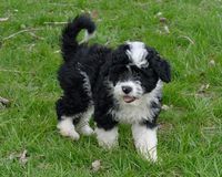 14 Interesting Facts About Portuguese Water Dogs