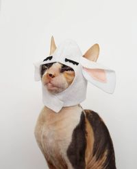 Sheep costume for cats, small breed dogs, and small pets in soft white felt