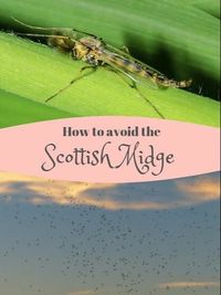 How to survive the Scottish Midge and avoid the dreaded midge bites - FunkyEllas Travel