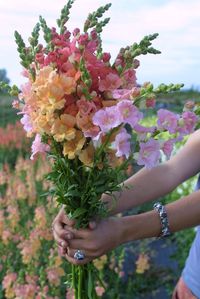 Chantilly Snapdragons - Floret Flowers