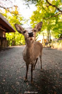 Leafy forest, sacred temples, and 1000+ deer: this is Nara Park! Spend the day in nature with these top things to do in Nara, Japan.