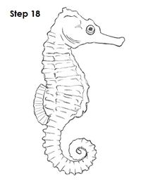 Seahorse Drawing 18