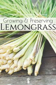 Using and Growing Lemongrass - How to Make your Own Lemongrass Tea