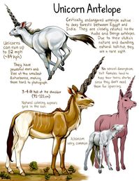 My take on unicorns! I'd really love to make a mythical creature field guide someday, since the Spiderwick Field Guide is what... – @lylahammar no Tumblr