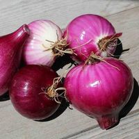 Onion Seeds, Red Burgundy – Ferry-Morse Home Gardening | Since 1856