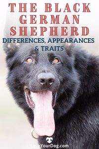 Black German Shepherds are an extremely striking variation of the breed standard. In this article, we go over all the details about their genetics, puppy costs & more!