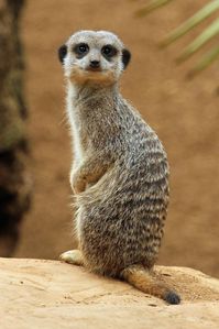 Meerkat | Paul Bugbee | Flickr