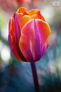 "Princess Irene" tulip...rich,deep colour...late April