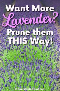 Are you a big fan of using lavender in your house? This article will show you how to start growing lavender from seed. #thegardeningdad #lavender #herbs