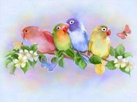 Colorful Love Birds - 30x40cm -   12x16". $19.95 at Mydiamondpaintings.com, 1/17/18.  Bought it 04/2018, finished it!