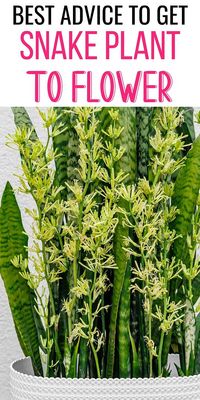 Discover the ultimate guide on how to get a snake plant to bloom. Learn key care tips to transform your Sansevieria Trifasciata into a fragrant, flowering spectacle within your indoor garden oasis.