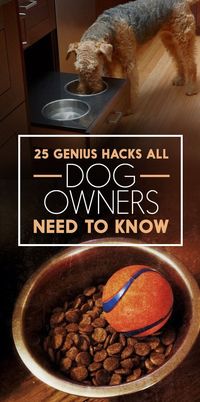 Struggling with a new pup? Check out these 5 genius hacks that make having a dog so much easier.