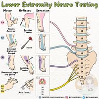 (1) Oren Gottfried, MD på X: «Leg Neuro Motor, Sensory, and Reflex Exam By the great @PTFlashcards https://t.co/3JzUkO0kh9» / X