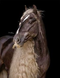 Handsome stallion “Dazzler” (aka Gypsy Cob, Irish Cob)