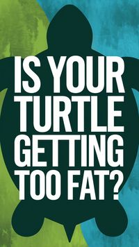 Struggling to manage your turtle’s diet? Get the perfect turtle feeding schedule to avoid overfeeding and keep your pet healthy. Visit the blog for a detailed turtle feeding chart and tips on using a turtle feeding bowl. Save this for your next feeding plan update!