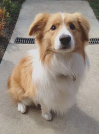 Border Collie red & white