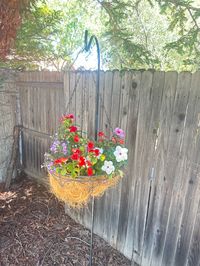 Transform your outdoor space with a stunning hanging basket of flowers, and discover how to create your very own with ease using products from Amazon. From vibrant blooms to stylish baskets, learn step-by-step tips and tricks to design a beautiful and flourishing hanging garden that adds charm and color to your home. #HangingBasket #DIYGarden #OutdoorDecor #FlowerBasket #GardeningTips #AmazonFinds #BloomingBeauty #GardenInspiration #HomeGarden #FloralDecor #HangingBasketStand #OutdoorDesign #DIY #Summer #SummerProjects #OutdoorIdeas #OutdoorProjects #OutdoorGarden