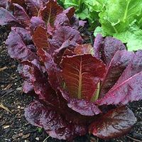 Lettuce, Romaine: Silvia Red | Painted Desert Seed Company