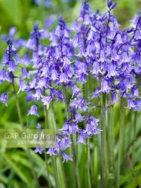 Hyacinthoides hispanica - Spanish Bluebell