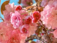 Double cherry blossoms are gorgeously fluffy and pink and you can find them all over Korea. Get ready to find these king cherry blossoms in spring in Korea.