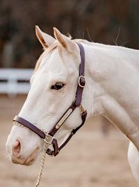 gelding | USA | 2014 | by Bluegrass Cat out of Princesspatseattle #thoroughbred #gelding #dominantwhite #colouredthoroughbred #whitethoroughbred