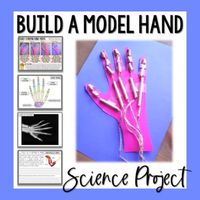 Build a Model Hand Science Activity - Muscles, Bones, & TendonsFor this science activity, students will construct models of their hands for a visual representation of the musculoskeletal system in action!Contents include:2 Reading Passages & Questions on the Muscular SystemHand X-RayParts of the Hand (labeled)Parts of the Hand Labeling OrganizerTeacher Guide Student DirectionsShort Answer Follow Up/Reflection Questions (2 pages)This is included in my Muscular System Unit