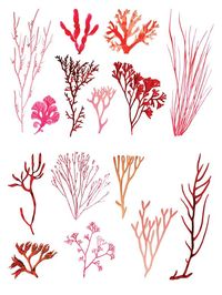 Vector Coral Illustration Pack by @Graphicsauthor