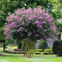 Natchez Crape Myrtle Trees for Sale – FastGrowingTrees.com