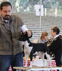 Western Doggie Roundup - Industry Hills Expo Center - California  San Gabriel Valley & Antelope Valley KC - November 1-2, 2014  Rat Terrier