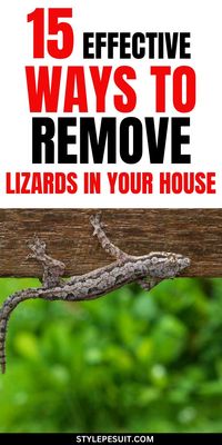 Lizards can be beneficial in keeping insect populations down, but their presence in homes and yards is often unwelcome. Here are some effective strategies for getting rid of lizards: