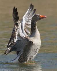 Greylag Goose