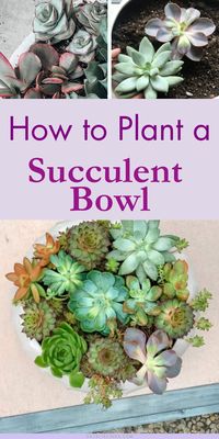 Get some tips for planting succulent bowls for your home and garden! Succulent bowl arrangements make stunning additions to the garden and they can also be kept indoors.This DIY succulent bowl tutorial will walk you through it step-by-step! Get pretty succulent bowl ideas so you can make your own succulent bowl centerpiece!