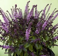 Basil 'African Blue' - Buy Online at Annie's Annuals