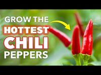 Ready for some heat! Learn how to plant and grow jalapeño -- the most popular chile pepper in North America!