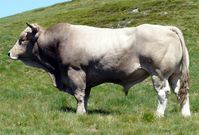 Las vacas presentan apreciable facilidad de parto, son fértiles, manifestando buena aptitud materna en producción de leche y cuidado del ternero, condición que valorizan sus criadores. Por: Juan Carlos Giménez Ramírez La raza Bruna de los Pirineos, a