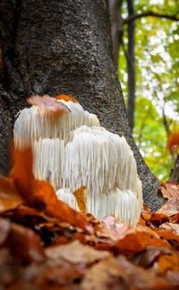 Research has shown that Lion’s Mane Mushrooms have beneficial effects on the body, brain, heart, and gut. Here are 9 benefits of lion’s mane mushrooms.