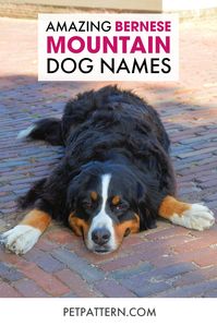 Are you looking to adopt a new Bernese dog this year? Do you think you have found the perfect puppy, but just aren't quite sure what name would suit her/him? Then check out our lists of Bernese Mountain dog names that we have compiled here. #bernesemountaindognames #bernesemountaindog